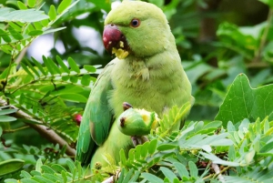 Jaipur: Jhalana Leopard Safari with Bird Watching