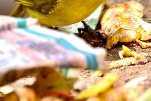 Jaipur: Jhalana Leopard Safari with Bird Watching