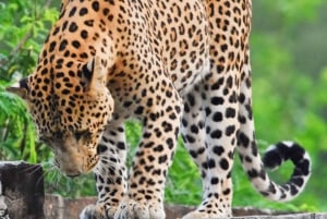 Jaipur: Jhalana Leopard Safari with Bird Watching