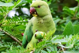 Jaipur: Jhalana Leopard Safari with Bird Watching