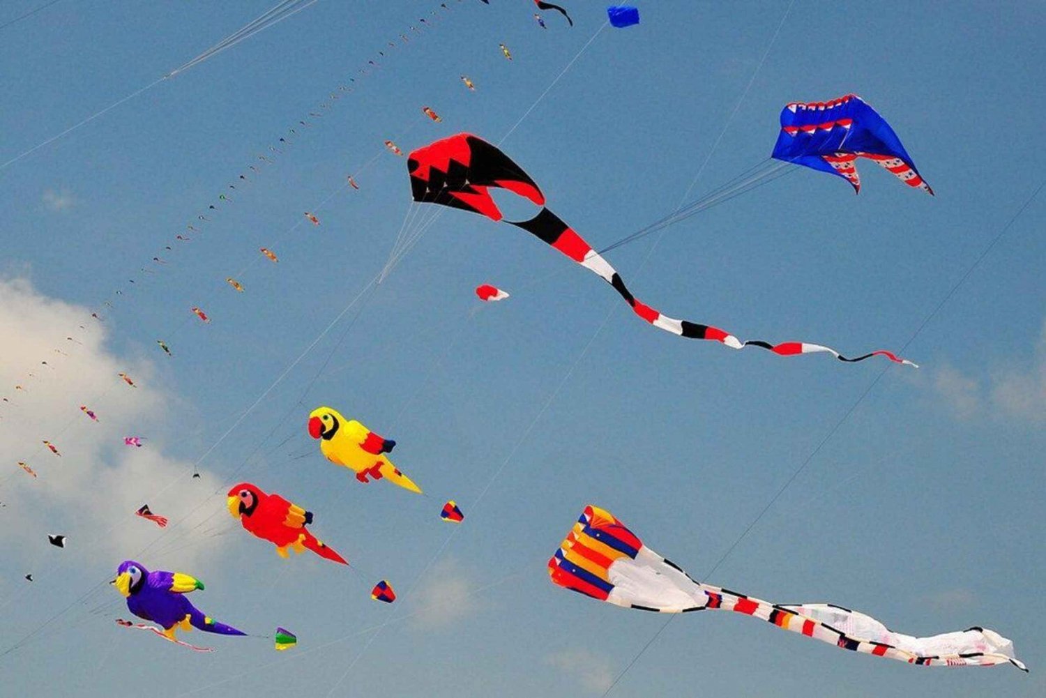 Jaipur: Festival de cometas de Makar Sankranti con una familia local