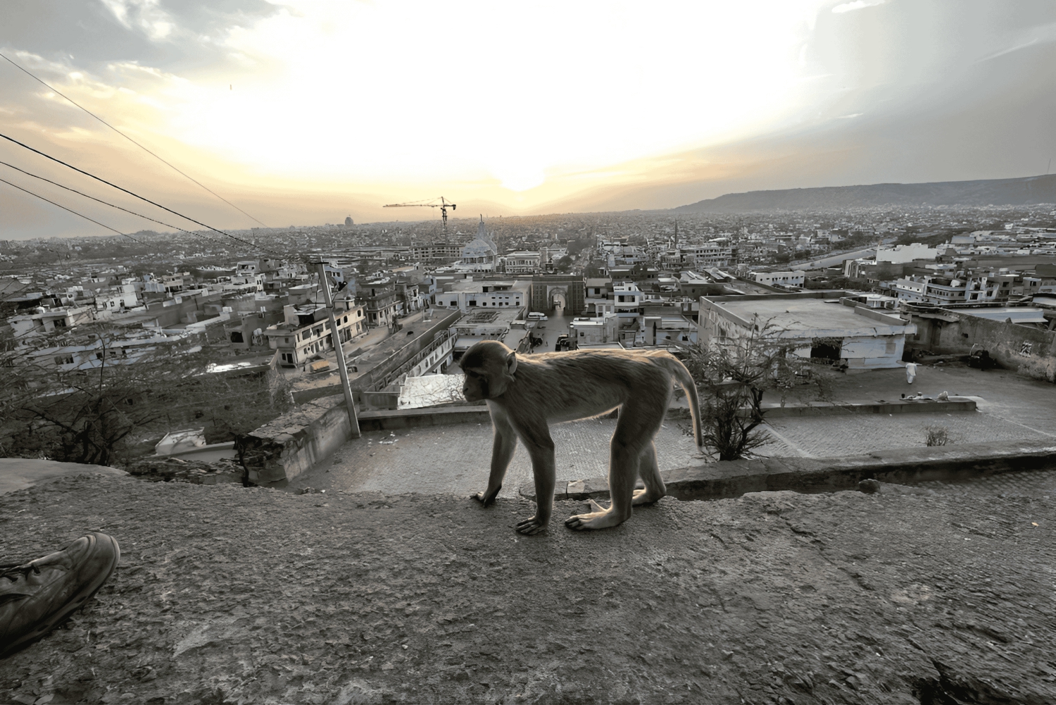 Jaipur: Monkey Temple and Sun Temple Guided Tour