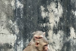 Jaipur: Monkey Temple and Sun Temple Guided Tour