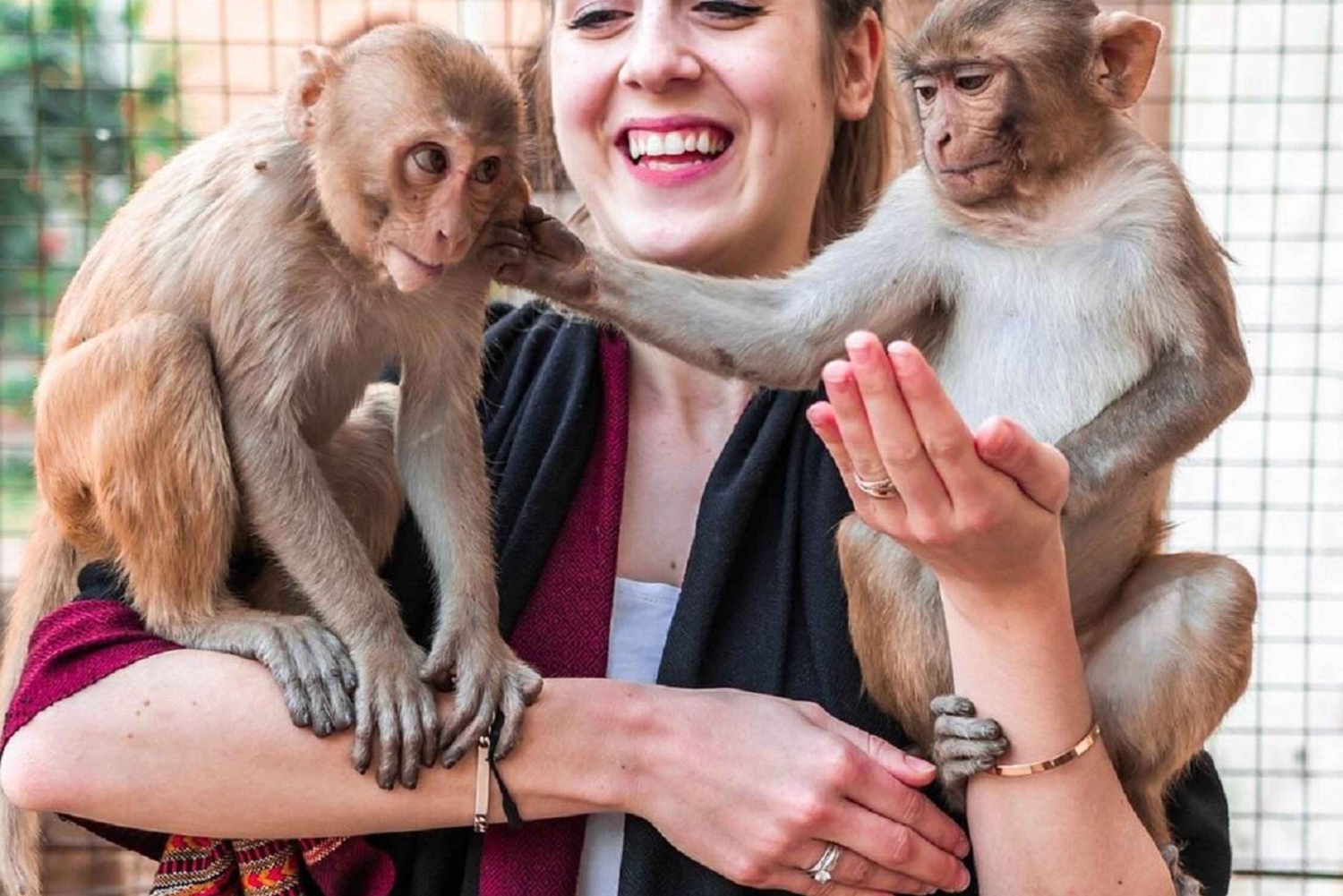 Jaipur: Templo dos Macacos, passeio turístico de carro/tuk-tuk