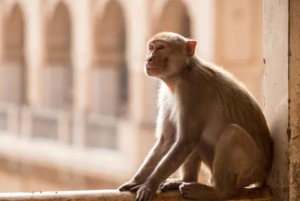 Jaipur : visite matinale en tuk-tuk, vie locale et temple (4 heures)