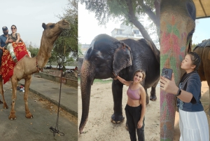 Jaipur Pink City Heritage Tour: Mit dem Auto und Guide buchen