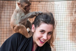 ジャイプル：車またはトゥクトゥクで行く1日プライベート観光ツアー