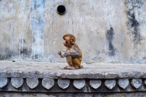 Jaipur: Private Full-Day Tour with Guide and Transport