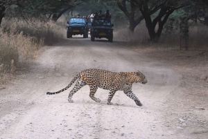 Jaipur: Private geführte Jhalana Leopard Safari Tour
