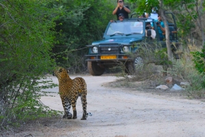 Jaipur: Private geführte Jhalana Leopard Safari Tour