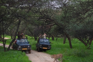 Jaipur: Private geführte Jhalana Leopard Safari Tour