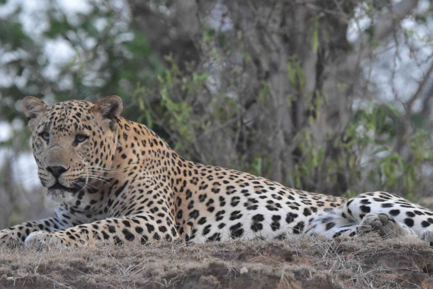 Jaipur : Safari privé guidé dans la réserve de léopards d'Amagarh