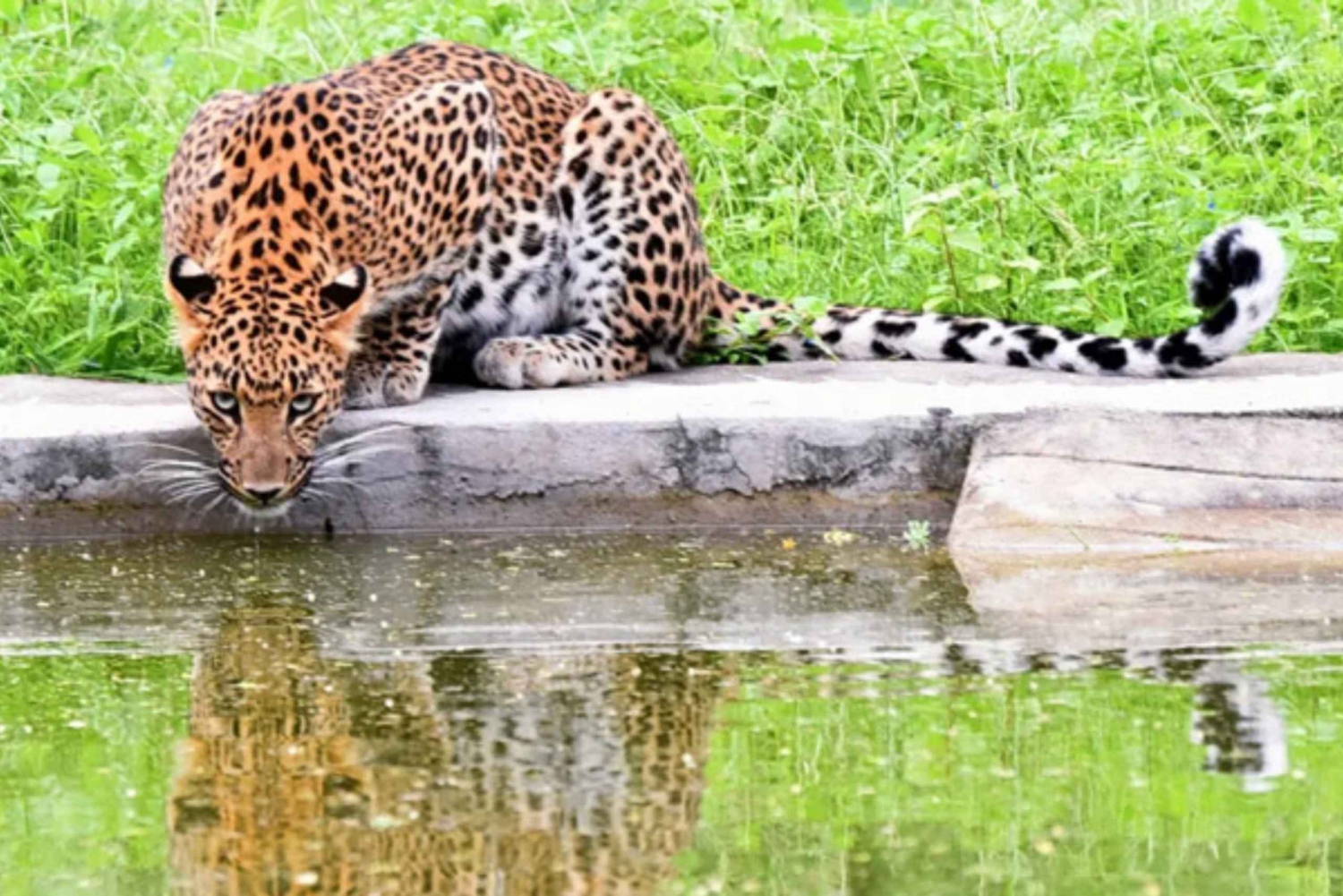 Jaipur: Excursão privativa ao Jhalana Leopard Safari