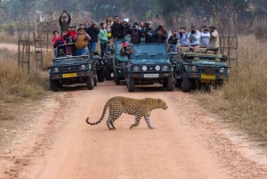 Jaipur: Privat Jhalana Leopard Safari-tur