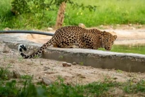 Jaipur: Tour privato Jhalana Leopard Safari