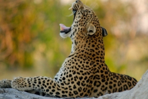 Jaipur: Privat Jhalana Leopard Safari-tur