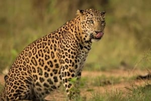 Jaipur: Private Jhalana Leopard Safari Tour
