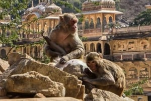 Jaipur: Sightseeingtour mit Besuch des Galtaji Affentempels