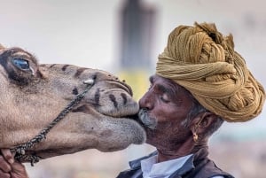 Jaipur: Private Transfer to Jodhpur with Pushkar tour