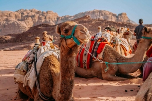 Jaipur: Private Transfer to Jodhpur with Pushkar tour