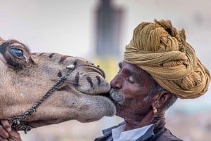 From Jaipur: Pushkar and Ajmer Day Trip with Camel ride.