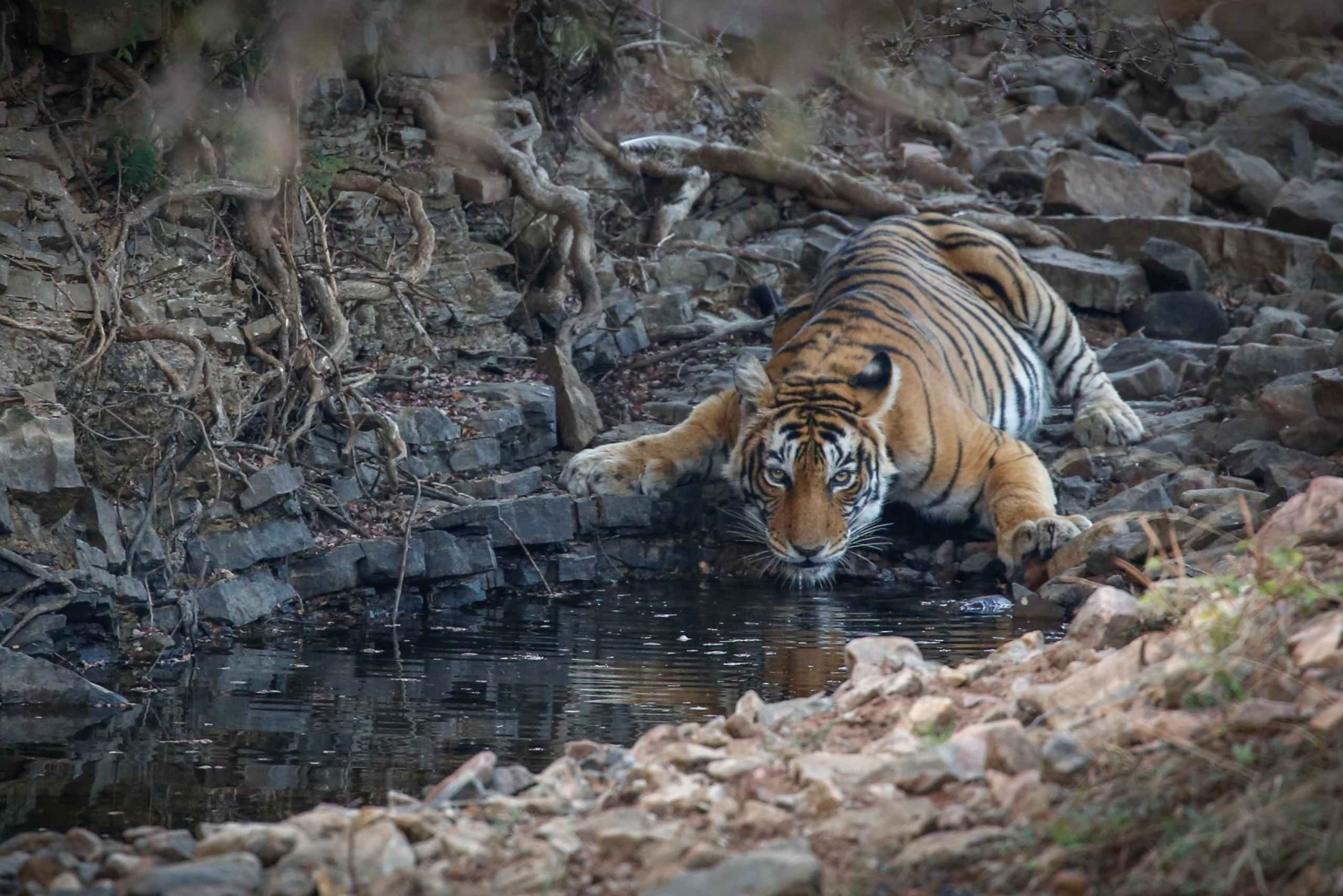 Jaipur: Dagtrip Ranthambhore Tijgersafari