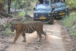 Jaipur : Excursion d'une journée au safari des tigres de Ranthambhore