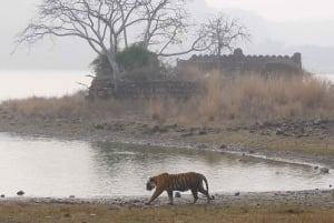 Jaipur : Excursion d'une journée au safari des tigres de Ranthambhore