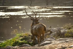 From Jaipur: 2-Day Ranthambore Tiger Safari with tranfers