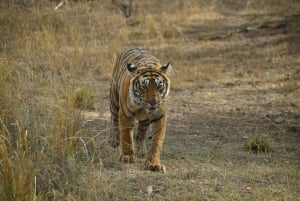 From Jaipur: 2-Day Ranthambore Tiger Safari with tranfers