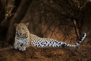 From Jaipur: 2-Day Ranthambore Tiger Safari with tranfers