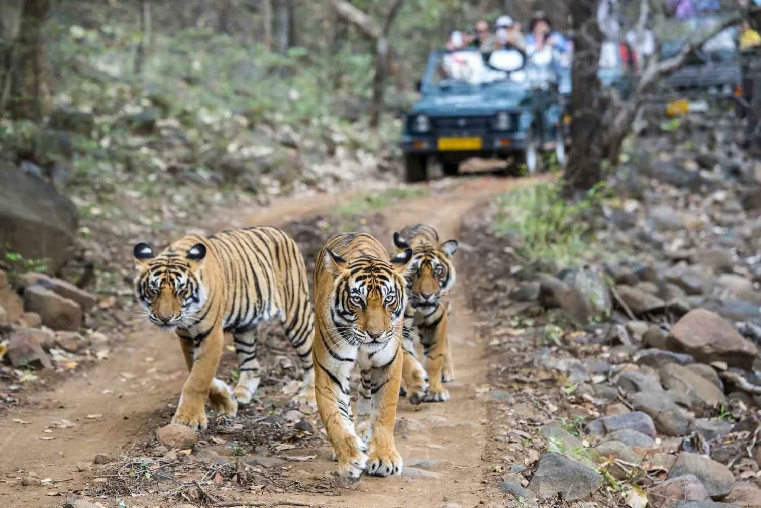 Z Jaipur: Wycieczka 1-dniowa do Parku Narodowego Ranthambore z safari