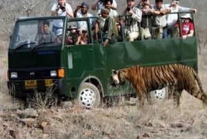 Jaipur: Ranthambore National Park Safari with Pickup