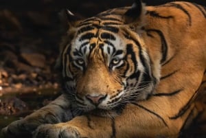 Jaipur: Ranthamboren kansallispuiston safari noudolla