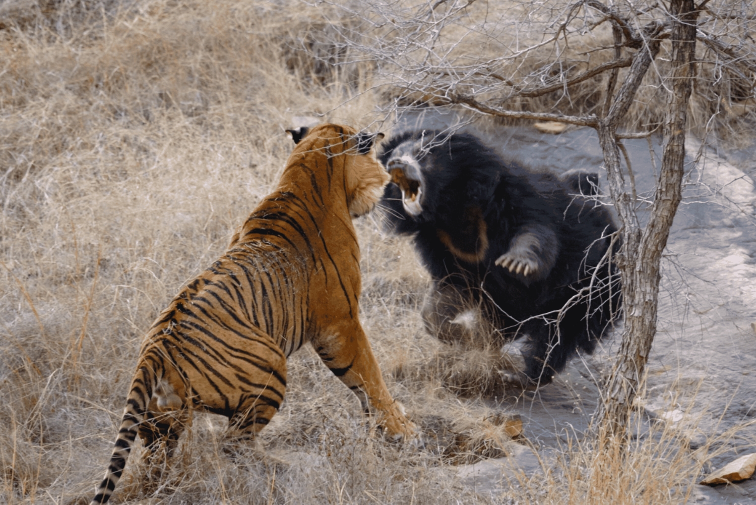 Jaipur: Ranthambore National Park Same-Day Tour mit Mahlzeiten