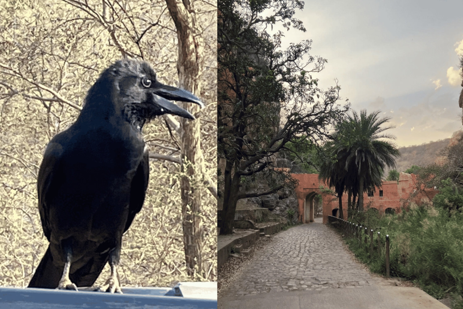 Jaipur: Ranthambore National Park Same-Day Tour mit Mahlzeiten