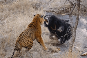 Jaipur: Ranthambore National Park Same-Day Tour mit Mahlzeiten