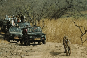 Jaipur: Ranthambore National Park Same-Day Tour mit Mahlzeiten