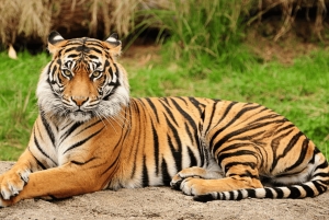 Jaipur: Ranthambore National Park Same-Day Tour mit Mahlzeiten