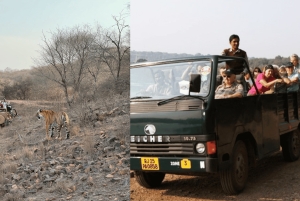 Jaipur: Ranthambore National Park Same-Day Tour mit Mahlzeiten