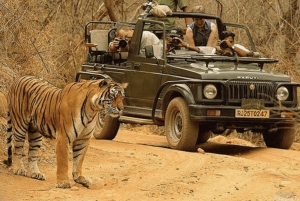 Jaipur: Ranthambore National Park Same-Day Tour mit Mahlzeiten