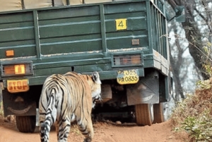 Jaipur: Ranthambore National Park Same-Day Tour mit Mahlzeiten
