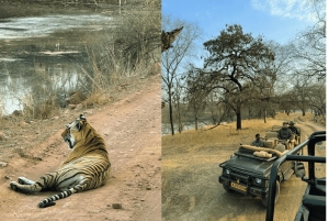 Jaipur: Ranthambore National Park Same-Day Tour mit Mahlzeiten
