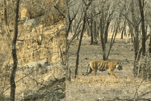 Jaipur: Ranthambore National Park Same-Day Tour mit Mahlzeiten