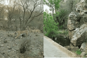 Jaipur: Ranthambore National Park Same-Day Tour mit Mahlzeiten