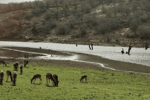 Jaipur: Ranthambore National Park Same-Day Tour mit Mahlzeiten