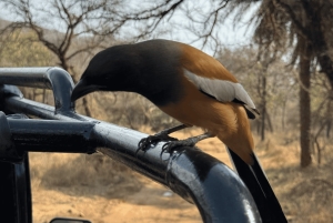 Jaipur: Ranthambore National Park Same-Day Tour mit Mahlzeiten