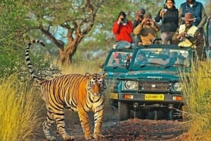 Jaipur: Visita guiada particular a Ranthambore com táxi