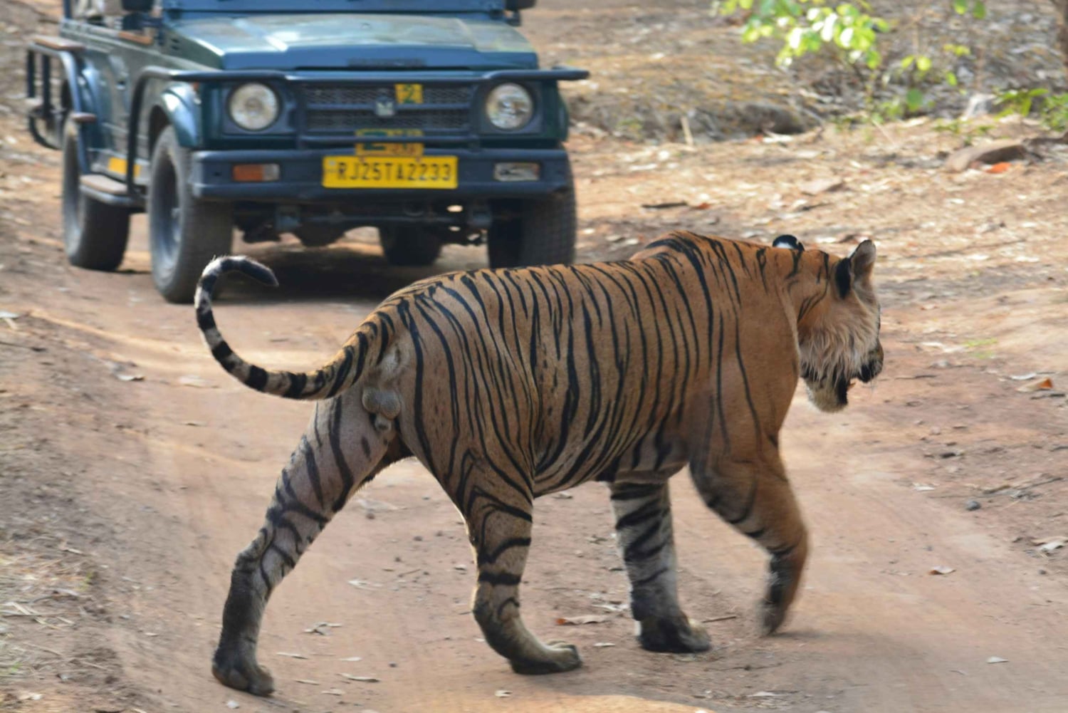 Jaipur: Ranthambore Safari & Agra Drop 2-Day Tour