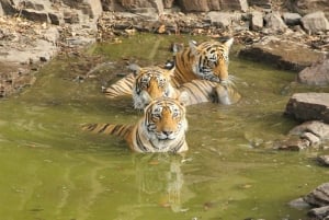 Jaipur: Ranthambore Safari & Agra Drop 2-Day Tour